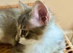 Fluffy - Maine Coon Kitten For Sale - GA&comma; US