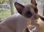Harmony Grace Snowshoe Siamese kittens - Siamese Kitten For Sale - Moneta&comma; VA&comma; US