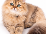 British Longhair Female Rosie - British Shorthair Kitten For Sale - Miami&comma; FL&comma; US