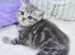Laki - British Shorthair Kitten For Sale - Los Angeles&comma; CA&comma; US