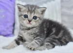 Luna - British Shorthair Kitten For Sale - Los Angeles&comma; CA&comma; US