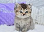 Knopka - British Shorthair Kitten For Sale - Los Angeles&comma; CA&comma; US