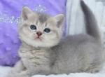 Kokos - British Shorthair Kitten For Sale - Los Angeles&comma; CA&comma; US