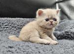 Darwin - Exotic Kitten For Sale - Bois D Arc&comma; MO&comma; US