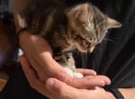 luna - Domestic Kitten For Sale - 