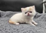Newton - Exotic Kitten For Sale - Bois D Arc&comma; MO&comma; US