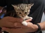 katty - Domestic Kitten For Sale - 