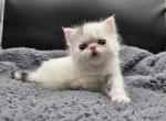 Watson - Exotic Kitten For Sale - Bois D Arc&comma; MO&comma; US