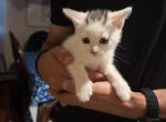 reema - Domestic Kitten For Sale - Phila&comma; PA&comma; US