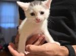 lara - Domestic Kitten For Sale - 