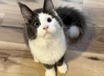 June - Maine Coon Kitten For Sale - Wooster&comma; OH&comma; US