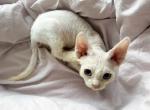 SNOW - Devon Rex Kitten For Sale - 