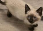 siamese kittens - Siamese Kitten For Sale - Deer Park&comma; IL&comma; US