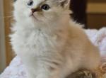 Blue mitted lynx - Ragdoll Kitten For Sale - Farmville&comma; VA&comma; US