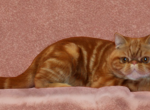 CFA Exotic SH Persian Male a Chocolate carrier - Exotic Cat For Sale - PA&comma; US