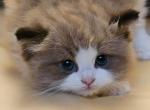 Seal mink bicolor - Ragdoll Kitten For Sale - Farmville&comma; VA&comma; US