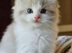 Blue mink bicolor - Ragdoll Kitten For Sale - Farmville&comma; VA&comma; US