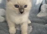 Coco July - Ragdoll Kitten For Sale - Parker&comma; CO&comma; US