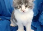 Poly Baby Cats - Maine Coon Kitten For Sale - New Laguna&comma; NM&comma; US