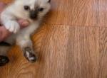 Siamese Royal Kittens Seal Balinese and Tortie - Siamese Kitten For Sale - 