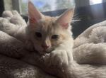 Gary - Maine Coon Kitten For Sale - 
