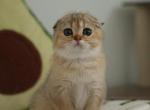 Sonia - Scottish Fold Kitten For Sale - Levittown&comma; PA&comma; US