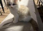 Elliot - Ragdoll Kitten For Sale - San Diego&comma; CA&comma; US