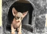 Fuzball - Sphynx Kitten For Sale - 
