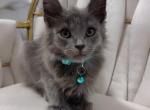 Kittens ready for homes - American Longhair Kitten For Sale