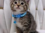 Kittens - American Longhair Kitten For Sale - 