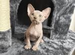 Mister - Sphynx Kitten For Sale - Chicago&comma; IL&comma; US