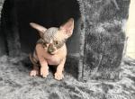 Tony - Sphynx Kitten For Sale - Chicago&comma; IL&comma; US