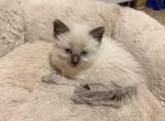 ON HOLD Teddy Siamese Blue Point Male - Siamese Kitten For Sale - Harrisburg&comma; PA&comma; US