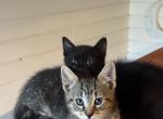 Maine coon Siamese mix - Domestic Kitten For Sale - Leominster&comma; MA&comma; US
