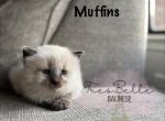 Muffin - Balinese Kitten For Sale - 