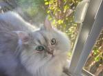 Fitzwilliam - Persian Cat For Adoption - Shoreline&comma; WA&comma; US