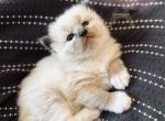 Mittens - Balinese Kitten For Sale - 