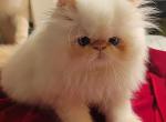 Diamond - Exotic Kitten For Sale - Nanty Glo&comma; PA&comma; US