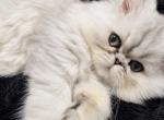 Cass - Persian Kitten For Sale - 
