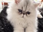 Tot - Persian Kitten For Sale - 