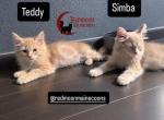 Teddy - Persian Kitten For Sale - Canyon Lake&comma; CA&comma; US