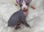 Romeo - Sphynx Kitten For Sale - 