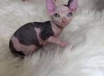 Cleo ODD EYE - American Shorthair Kitten For Sale - Brooklyn&comma; NY&comma; US