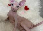 Ophelia ODD EYE - Sphynx Kitten For Sale - Brooklyn&comma; NY&comma; US