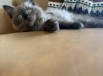 Dark Blue Collar - Ragdoll Kitten For Sale - Meadville&comma; PA&comma; US
