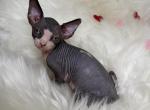 Dior - Sphynx Kitten For Sale - Brooklyn&comma; NY&comma; US
