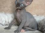 Caspian DBE - Sphynx Kitten For Sale - Brooklyn&comma; NY&comma; US