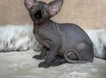 Luna - Sphynx Kitten For Sale - Brooklyn&comma; NY&comma; US