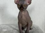 Choco brown - Sphynx Kitten For Sale - Brooklyn&comma; NY&comma; US