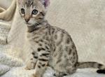 Savannah Bengal Mix - Domestic Kitten For Adoption - Bushnell&comma; FL&comma; US